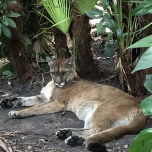 Altun Ha, Ziplining & Belize Zoo (By Plane)