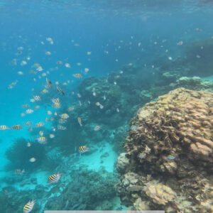 Hol Chan & Caye Caulker