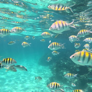 Mexico Rocks & Stingray Alley