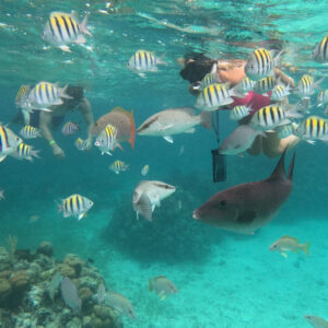 Hol Chan, Sharkray Alley & Mexico Rocks